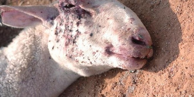 Çanakkale de Koyunlar Mavi Dil Hastalığından Telef Oldu