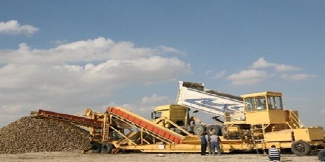 Kulu da Pancar Alımları Başladı