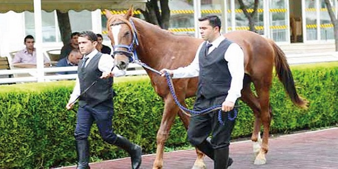 TİGEM tay satışından 9 6 milyon lira kazandı