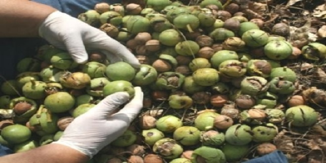 Türkiye nin Ceviz Üretimini Artırma Çalışmaları