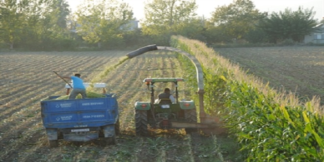 Yem Fiyatlarının Yüksekliği Hayvan Yetiştiriciliğini Zorlaştırıyor