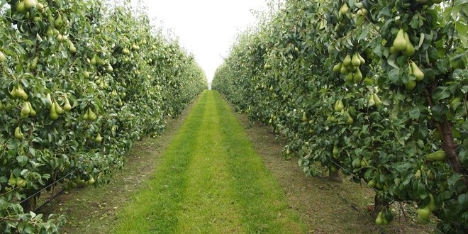 Çankırı da Meyveciliği Geliştirme Projesi