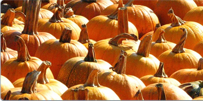 Nevşehir de Çerezlik Kabak Üretimi Artıyor