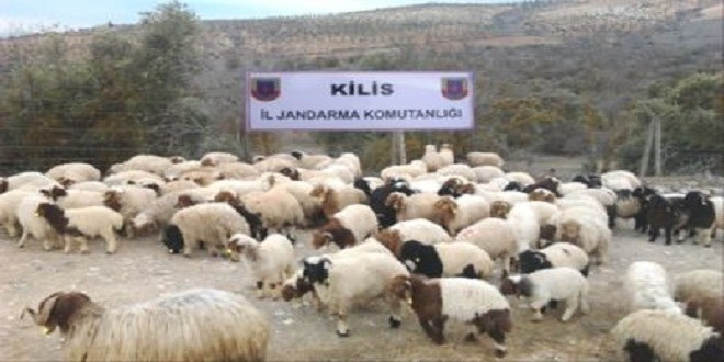 Kilis te Küçükbaş Hayvan Kaçakçılığı