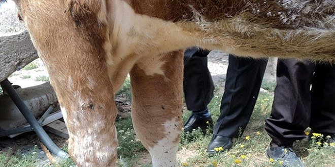 Mersin de Sığır Çiçeği Hastalığı