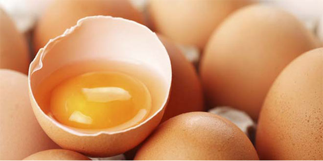 Kadirli de Organik Yumurta İçin 90 Dönümlük Çiftlik Kurdu