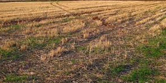 Şanlıurfa da 187 Bin 570 Hektar Nadasa Bırakılıyor