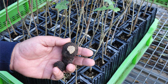 Siyah elmas kazandıracak