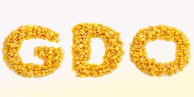 Türkiye de GDO lu ürün üretilmiyor