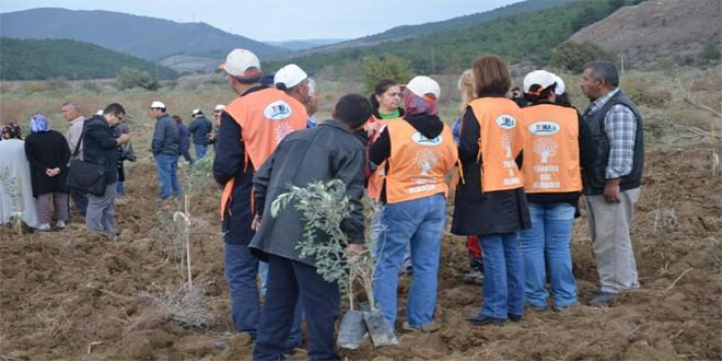 Yırca da Bin Zeytin Fidanı Dikildi
