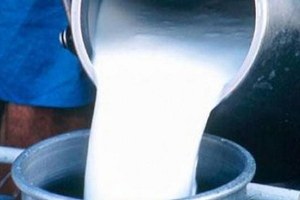 Türkiye de Eylülde 648 Bin 573 Ton İnek Sütü Toplandı