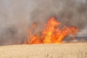 Hatay da 5 Dönümlük Ekili Alan Yandı