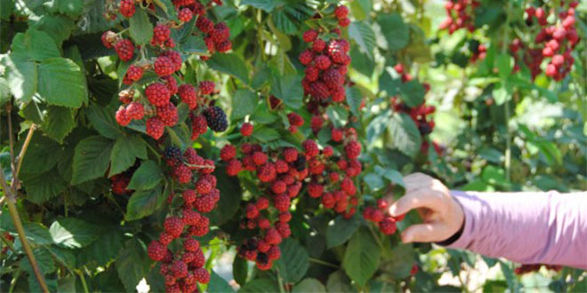 Manavgat Tarım Ürünleri Gelirlerini Yüzde 10 a Çıkarmayı Hedefliyor