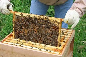 Çankırı da Arı Yetiştiriciliği Kursuna Katılanlar Sertifikalarını Aldı