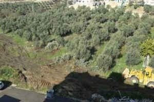 İnşaat İçin 2 Saatte 100 Zeytin Ağacı Söküldü