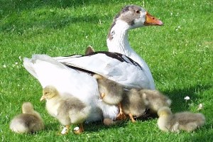 Kars ta Kadınların Kaz Temizleme Mesaisi Başladı