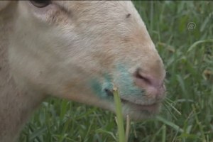 Salihli de Mavi Dil Hastalığı