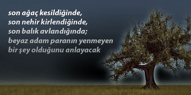 Bursa da Son 6 Altı Ayda Binlerce Zeytin Ağacı Kesildi