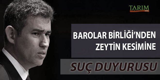 Barolar Birliği nden Zeytin Kesimine Suç Duyurusu