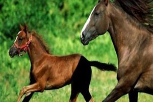 Tigem 2014 Yılı Son Tay Satışını Gerçekleştirdi