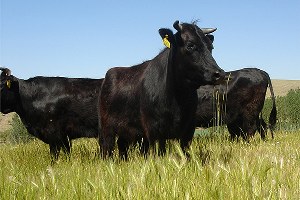 Tescil Edilen Yerli Hayvan Irkları