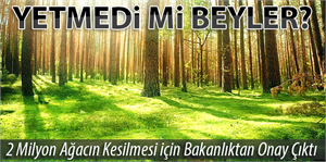 2 milyon ağacın kesilmesi için bakanlıktan onay çıktı