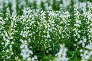 Bitkisel Protein Kaynağı Acı Bakla