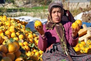 Adıyaman Gölbaşı nda Hurma Hasadı Başladı