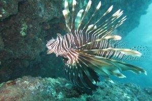 Akdeniz deki Zehirli Balık Türleri Artıyor