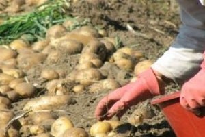 Bolu da Patates Üretimi Arttı