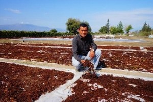 Çekirdeksiz Kuru Üzüm Tüketimi Tanıtımlarla Artırılacak