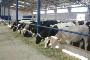 Enez de Ahırlar İlçe Dışına Çıkarılacak