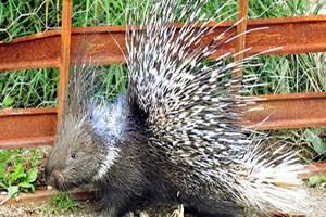 Gören öldürmek istiyor ama