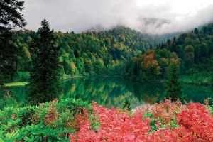 Karadeniz de Bitki Örtüsü İstilacı İtdolanbacı Tehditi Altında