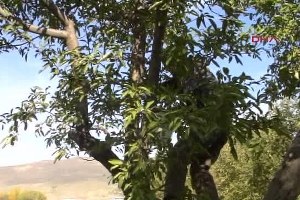 Muş Kuraklık Elma Rekoltesini Yüzde 50 Düşürdü