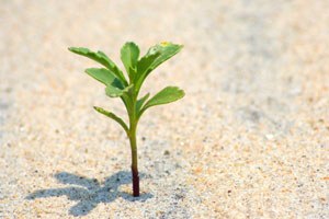 Van 1 milyon fidanla yeşillendirilecek