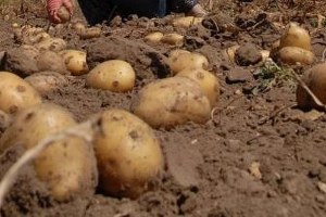 Bitkisel Kopyalama Yla Yerli Patates Tohumu Üretimi