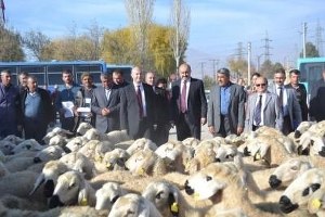 Bor İlçesinde Muhtaç Çiftçilere Koyun Dağıtıldı