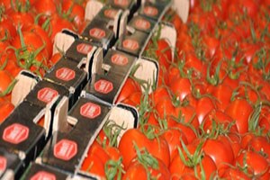 Domatexpo da 60 Tarım Firması Stant Açacak