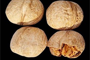 Mart Soğukları Vurdu Ceviz Tavan Yaptı