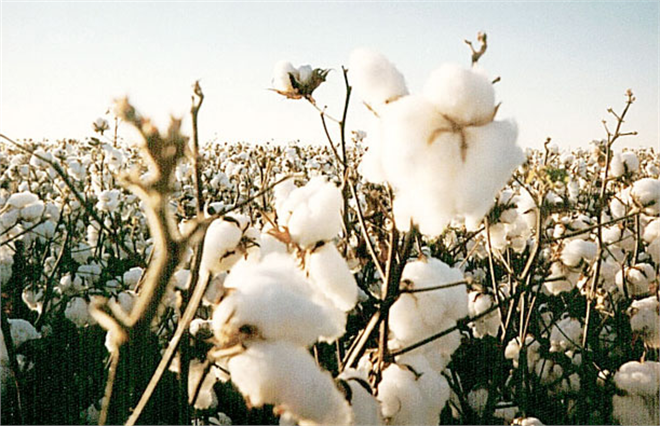 Antalya da Pamuk Rekoltesi Düştü