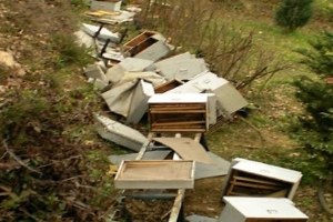 Kastamonu da Arı Kovanlarına Ayı Saldırısı