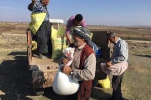 Kilis te Meralara Gübre Atılıyor