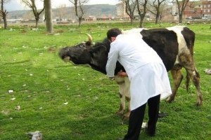 Nevşehir de Şap Aşılama Kampanyası Sona Erdi