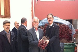 Niksar da 5810 Adet Asma Fidanı Dağıtıldı