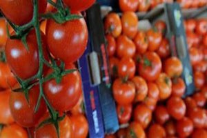 Silifke den Irak Suriye ve Rusya ya Domates İhracatı