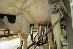 Altıeylül de Süt Sığırcılığı Strateji Geliştirme Komisyonu Kuruldu