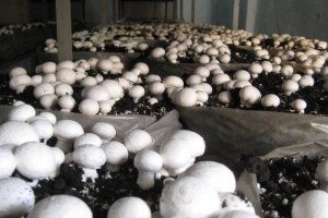 Tarsus ta Mantar Yetiştiriciliği Kursu Açılacak