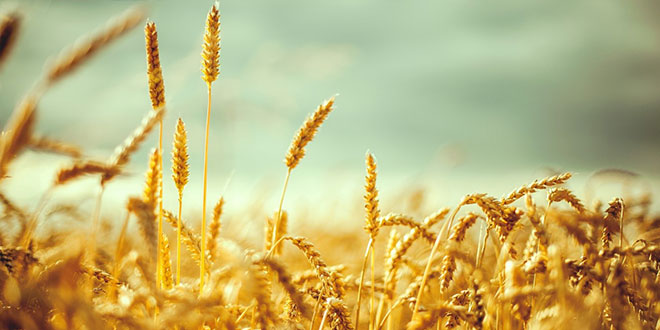 Tüik ile Igc nin Buğday Tahminleri Arasında 3 5 Milyon Ton Fark