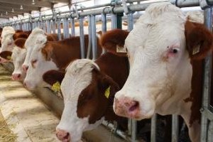 Aksaray da Hayvancılığa Destek